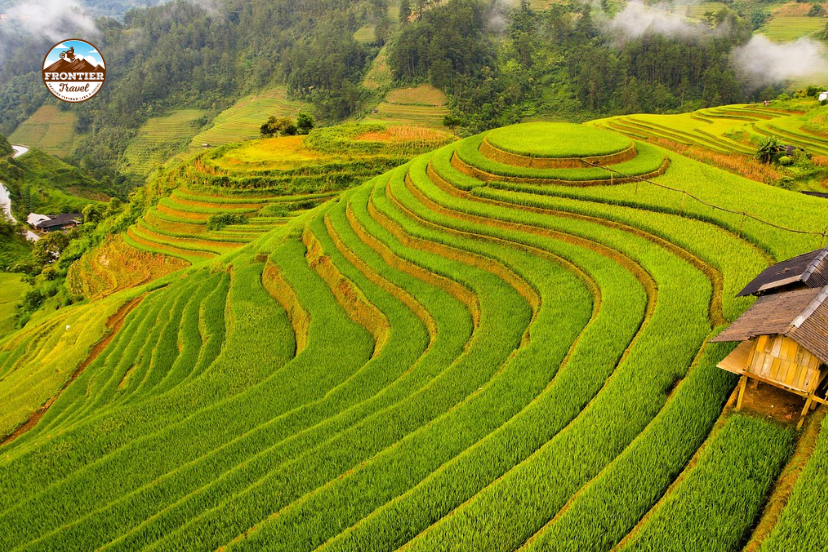 terraced fields in the ripe rice season